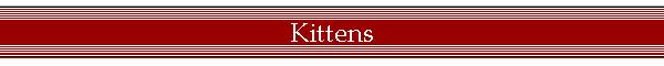 Kittens