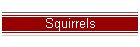 Squirrels