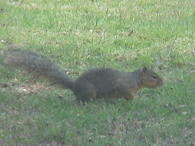 Taunting Squirrel